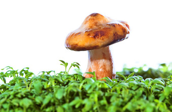 简约生长的小蘑菇摄影图