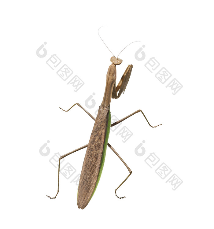 神奇的昆虫螳螂摄影图