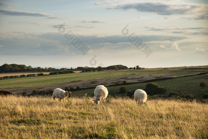 草地上放牧的羊群摄影图