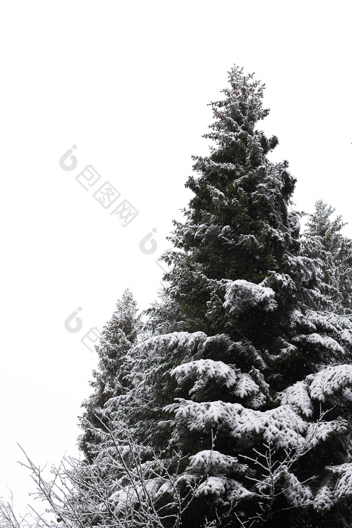 冬天树木上的白雪