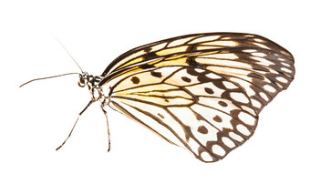 美丽的昆虫蝴蝶摄影图