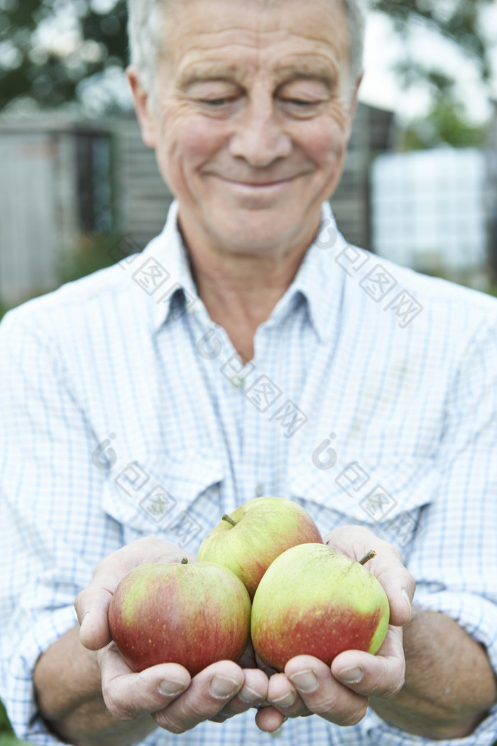清新采摘苹果的老人摄影图