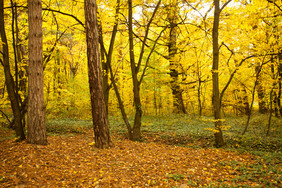 秋季森林树木