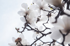 浅色调枝头的白花摄影图
