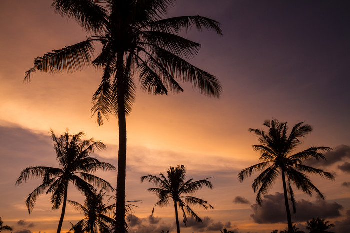 余辉傍晚黄昏风景椰子树树木旅游风景
