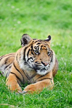 简约风格草地中的大老虎摄影图