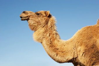蓝色调大骆驼摄影图