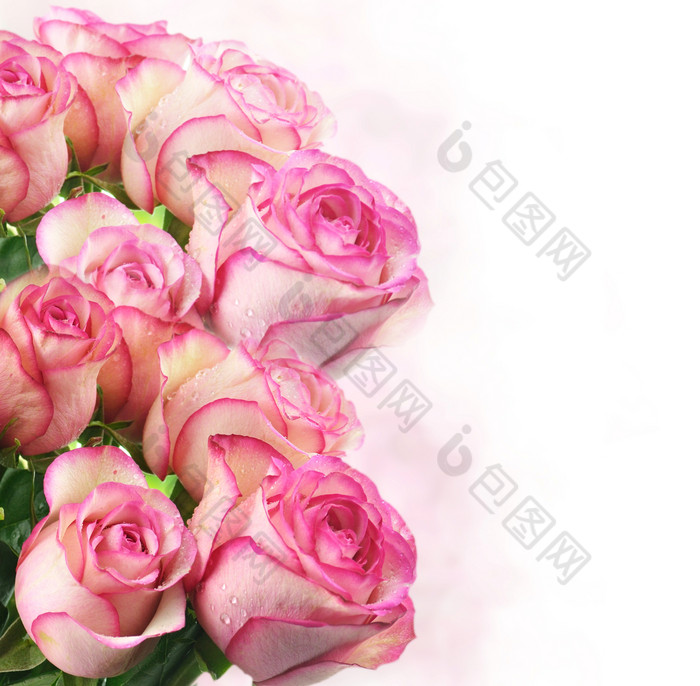粉色调美丽的玫瑰摄影图