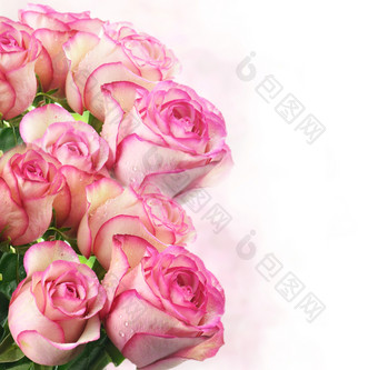 <strong>粉色调</strong>美丽的玫瑰摄影图