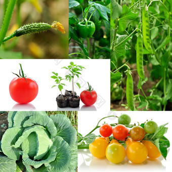 绿色调各种蔬菜摄影图