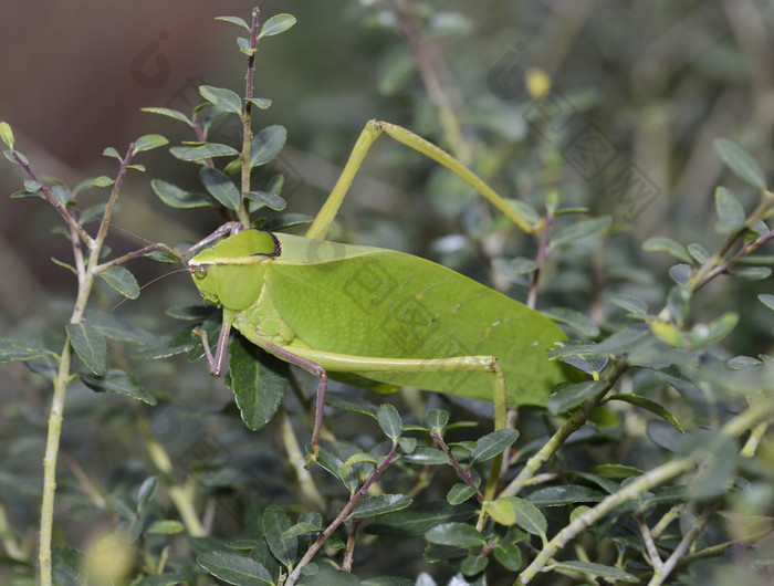 草上的绿色蚂蚱摄影图