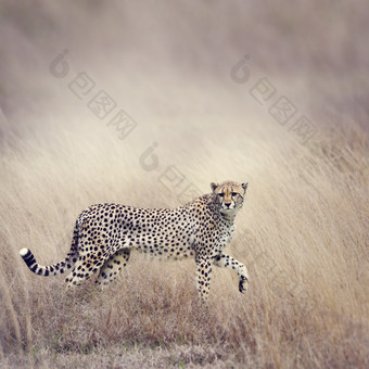 奔跑的豹子摄影图