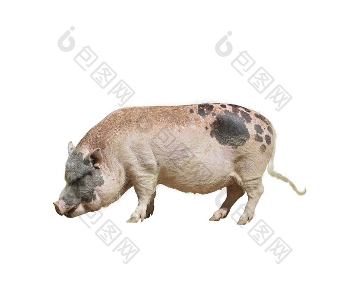 家养牲畜猪摄影图
