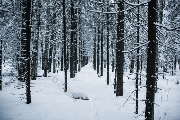 下过雪的树林摄影图