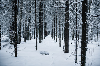 下过<strong>雪的</strong>树林摄影图