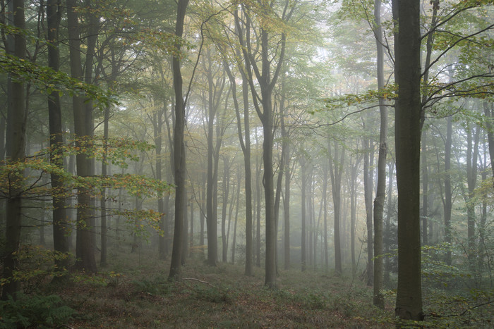 森林树干中的薄雾