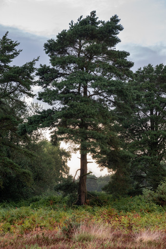 绿色大树树木摄影图