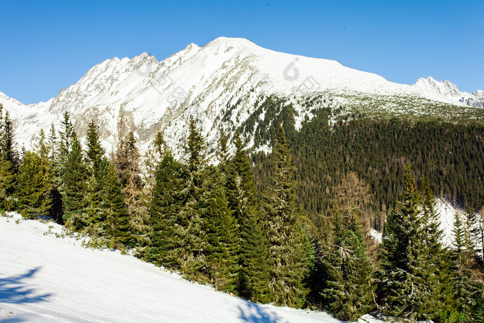 白雪覆盖的常青树