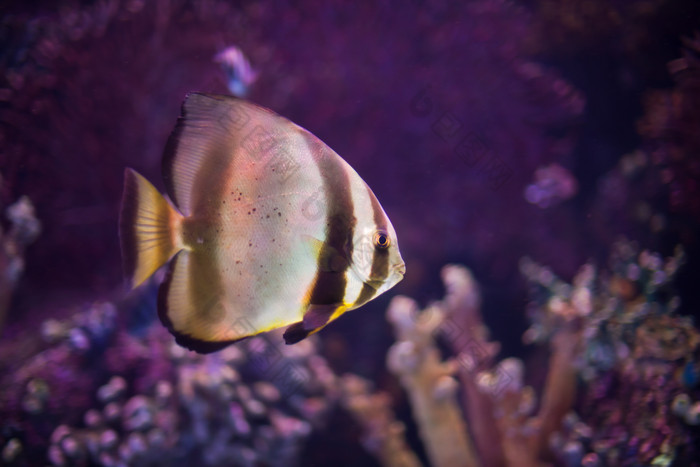 海底生物热带鱼摄影图
