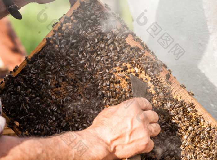 养殖蜜蜂的养蜂人