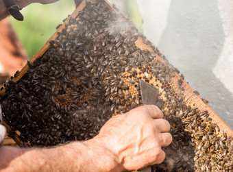 养殖<strong>蜜蜂</strong>的养蜂人