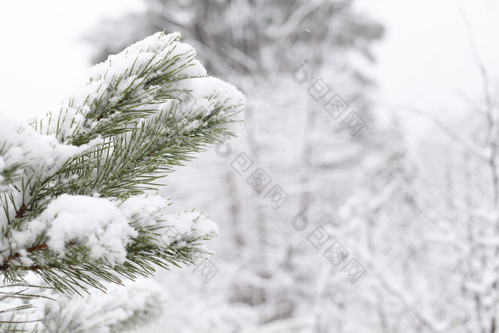 树枝上的白雪摄影图