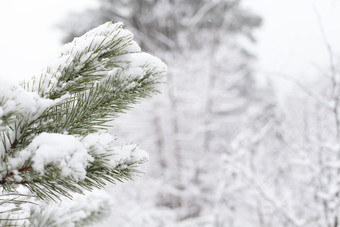 树枝上的白雪摄影图
