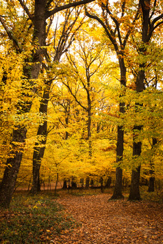 秋季金色树木森林