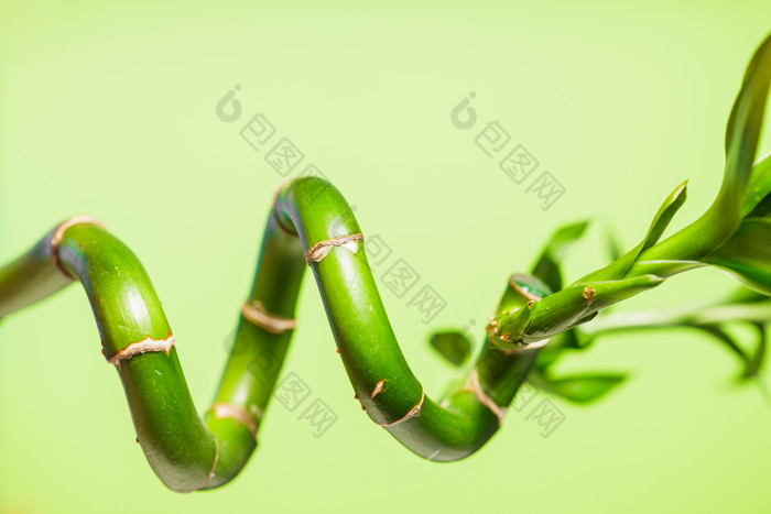 弯曲的竹子植物