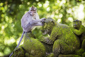 绿色雕像上的猴子摄影图