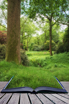 绿色调寂静的小树林摄影图