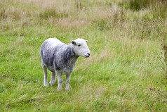 绿色调在草地上的小羊摄影图