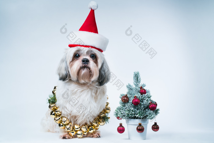蓝色调在圣诞节的小狗摄影图