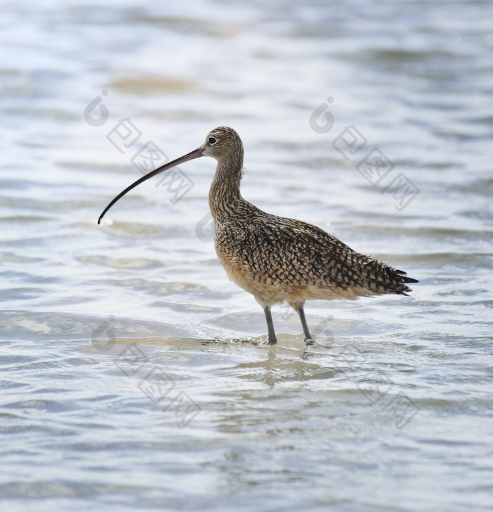 調在水中的鳥