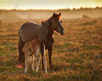 深色调草地中的两匹马摄影图