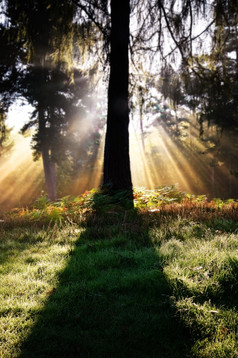 深色调阳光照射的树林摄影图