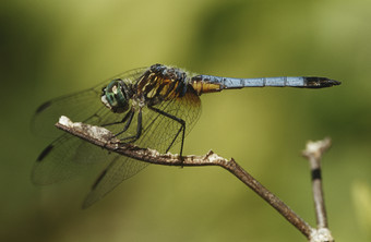深色调小蜻蜓摄影图