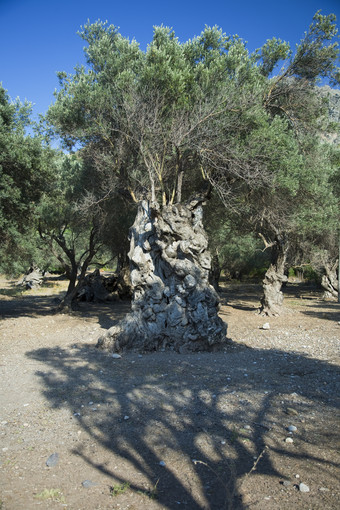石头保护的树木摄影图
