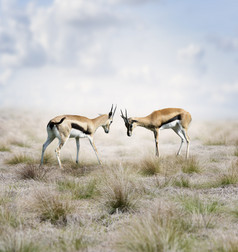 草原大自然小鹿摄影图