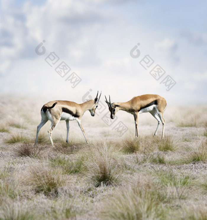草原大自然小鹿摄影图