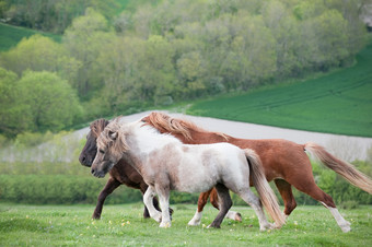 草原上的野马摄影图