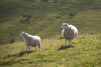 山坡上放养的绵羊