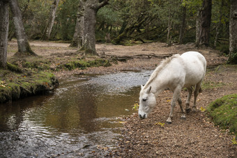 森林里正在喝水的小白马