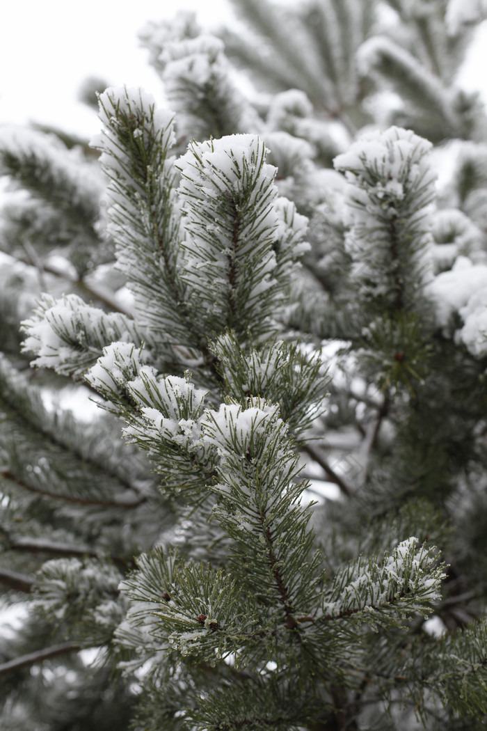 树木绿色树枝上的积雪