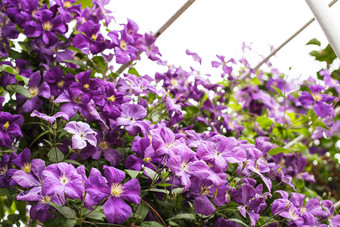 盛开的紫色鲜花花卉