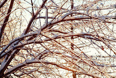 暗色调枯树的枝摄影图