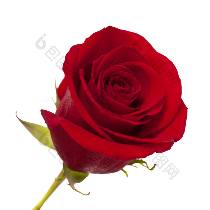 红色调玫瑰花摄影图