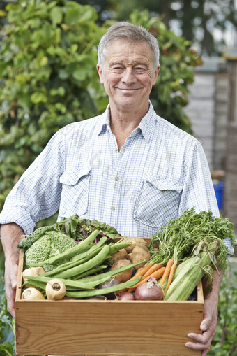 清新采摘蔬菜的老人摄影图
