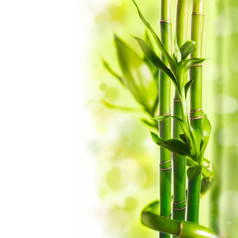 绿色翠竹竹子摄影图