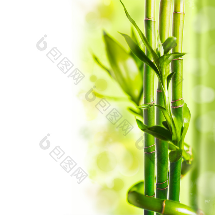 绿色翠竹竹子摄影图